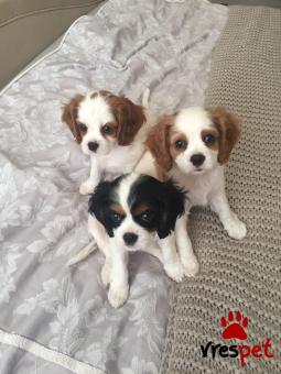 Ράτσα: Σπάνιελ Βασιλιά Καρόλου Καφέ - King Charles Spaniel | Ηλικία: 2,5 μηνών | Φύλο: Αρσενικό | Αρ. Microchip: 985113009875455 | Ιδιώτης | Εκπαιδευμένο | Pedigree | Περιοχή: Αθήνα, Αττική